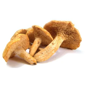 HEDGEHOG DRIED MUSHROOM DE