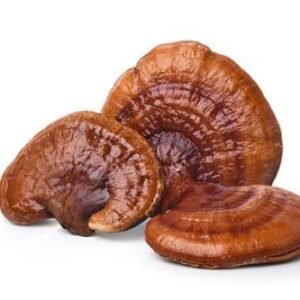 REISHI DRIED MUSHROOMS DE